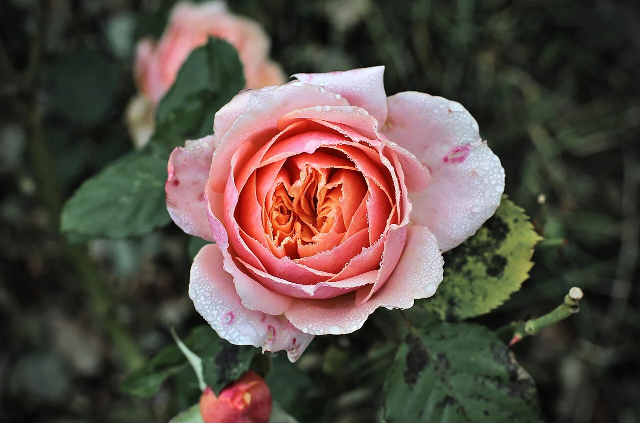 Rose photographiée aux Jardins Fruitiers de Laquenexy